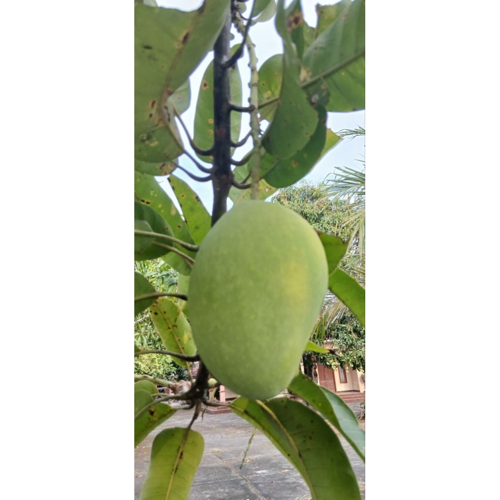 

mangga indramayu fresh 1kg