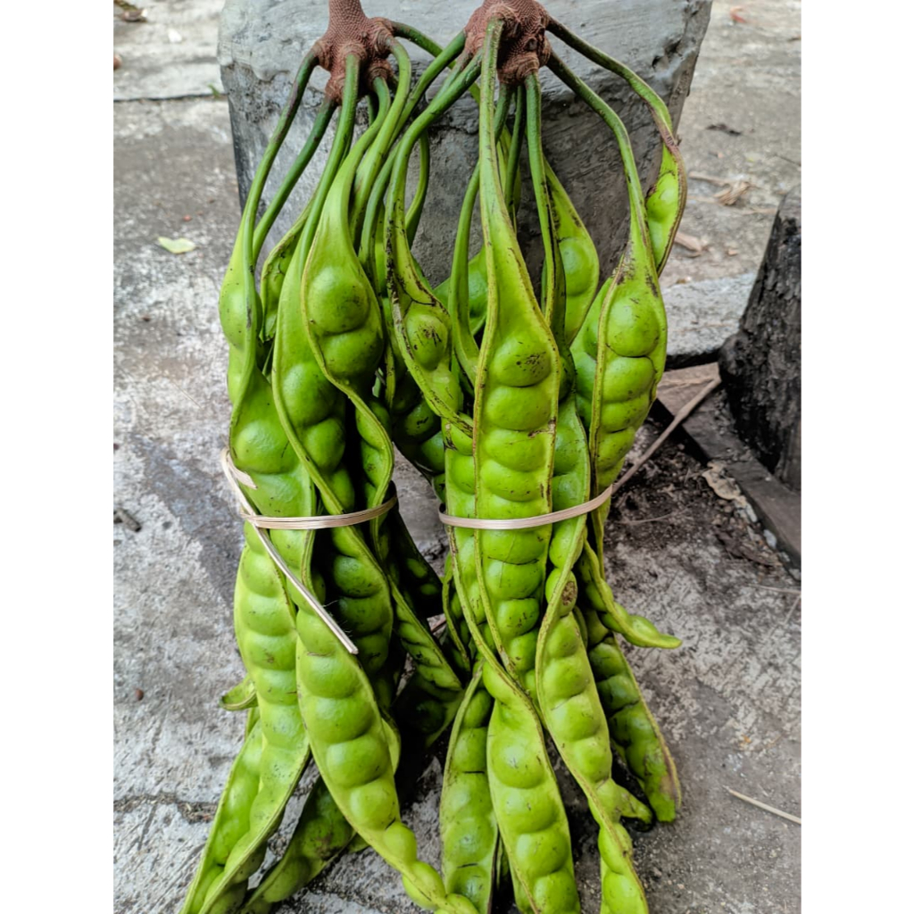 

Pete Tua Ukuran Sedang Isi 10 Papan Dijamin Fresh