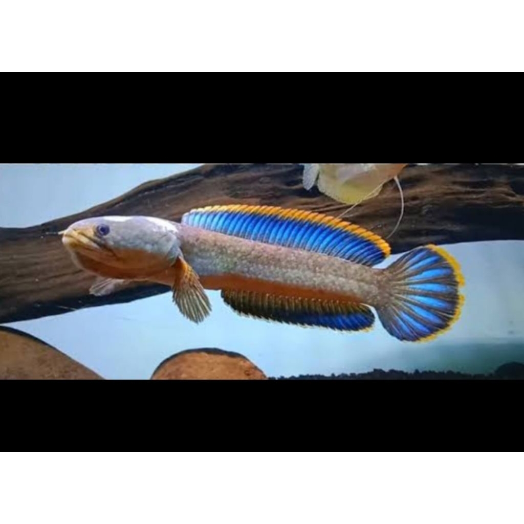 STIKER CHANNA LIMBATA SUDAH PAKAN PELET