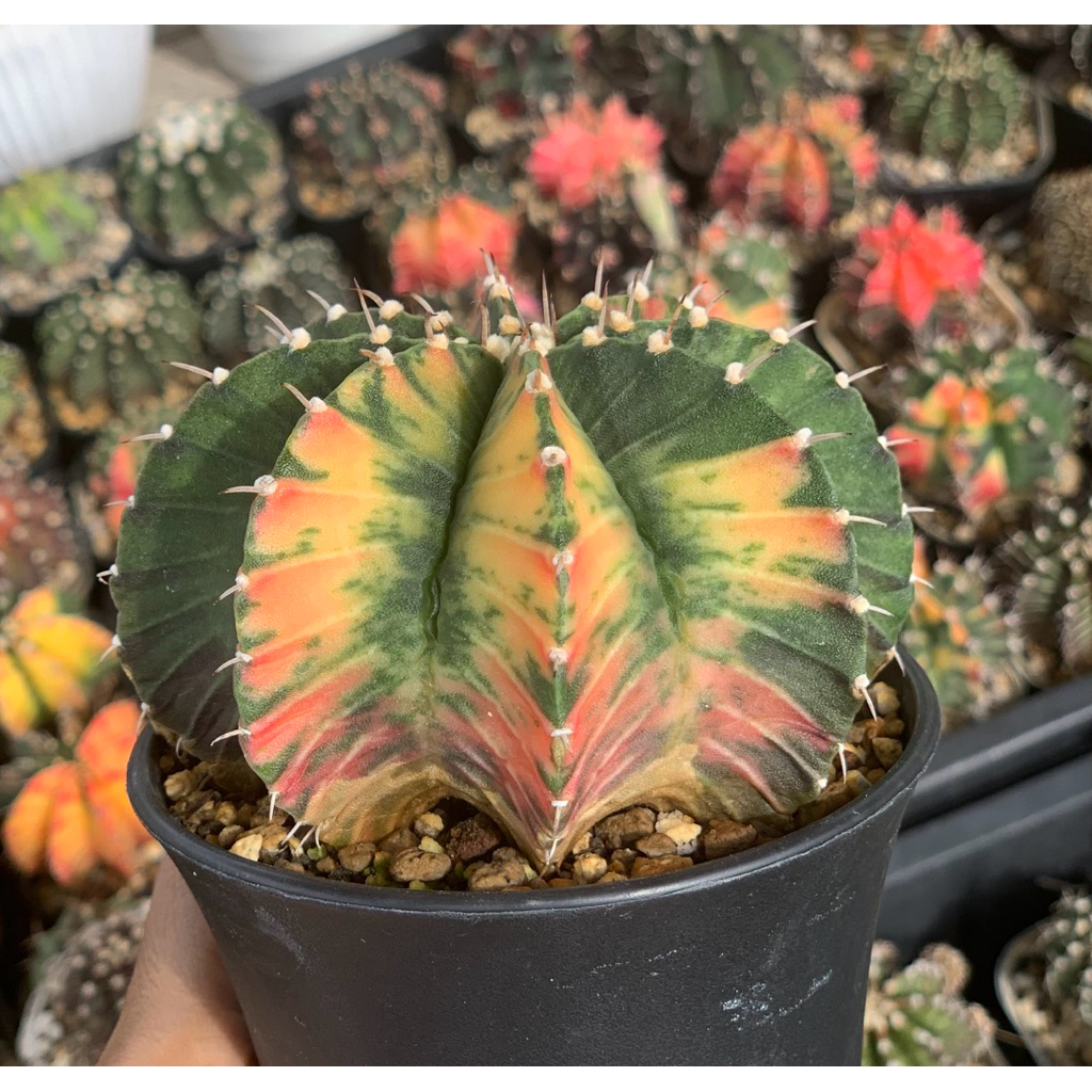 Gymnocalycium LB jumbo Varigata kaktus gymno var pink orange miha 2178 ribs hybrid lb2178 tanaman hi
