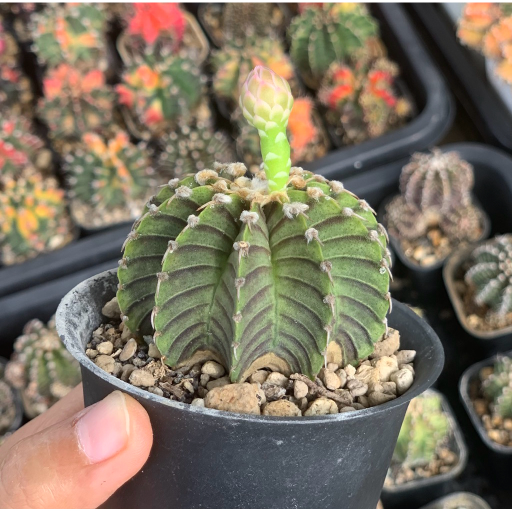 Gymnocalycium LB kaktus gymno rare black skin original ori kaktus tanaman hias langka indah hidup gu