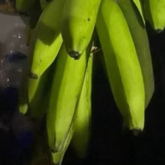 

Buah Pisang Mentah FLT 150 Pisang Bangkaulu