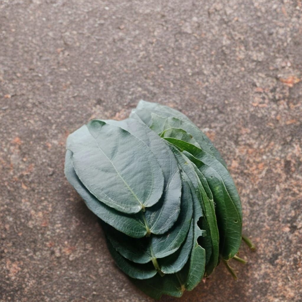 

Daun Cincau Perdu isi 30 Lembar / Daun Kipanas