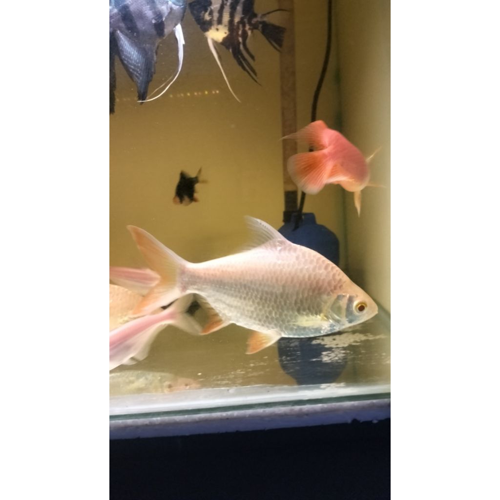 ikan pembersih kapiat bagoy