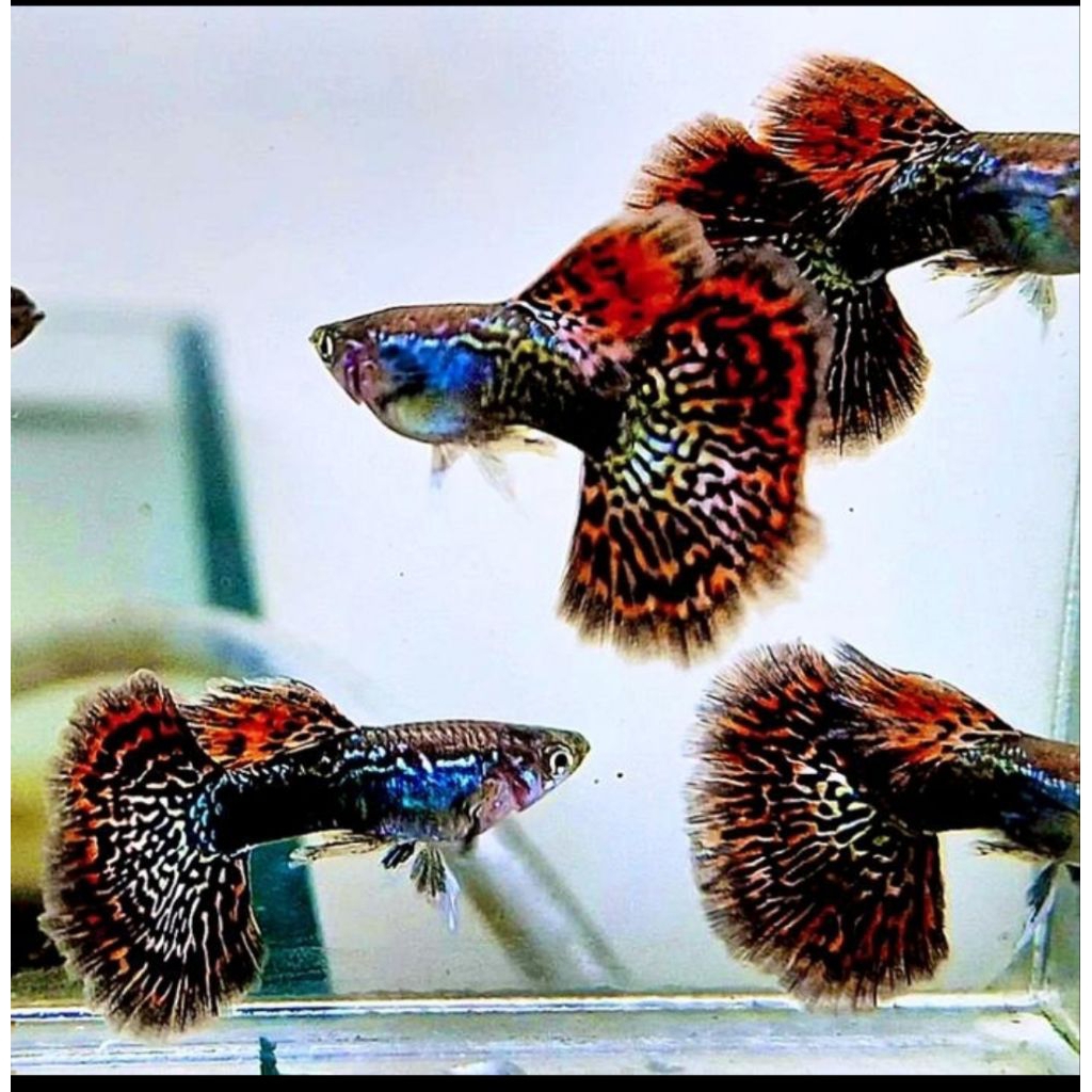 GUPPY - RED DRAGON
