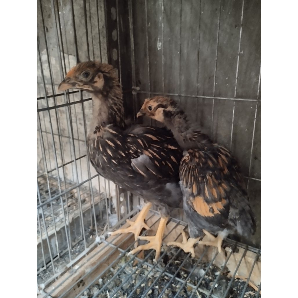 

Ayam wyandotte gold laced