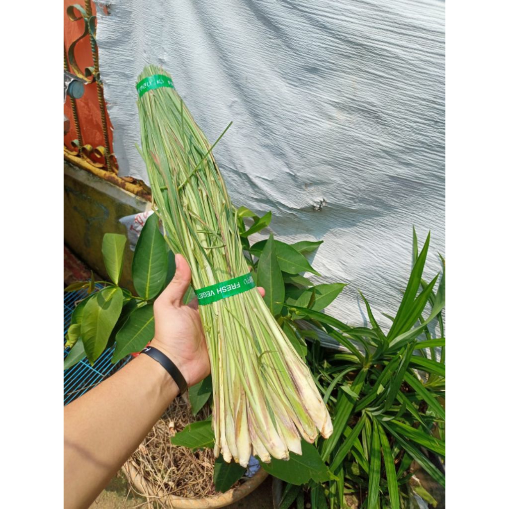 Sereh fresh wangi 1kg