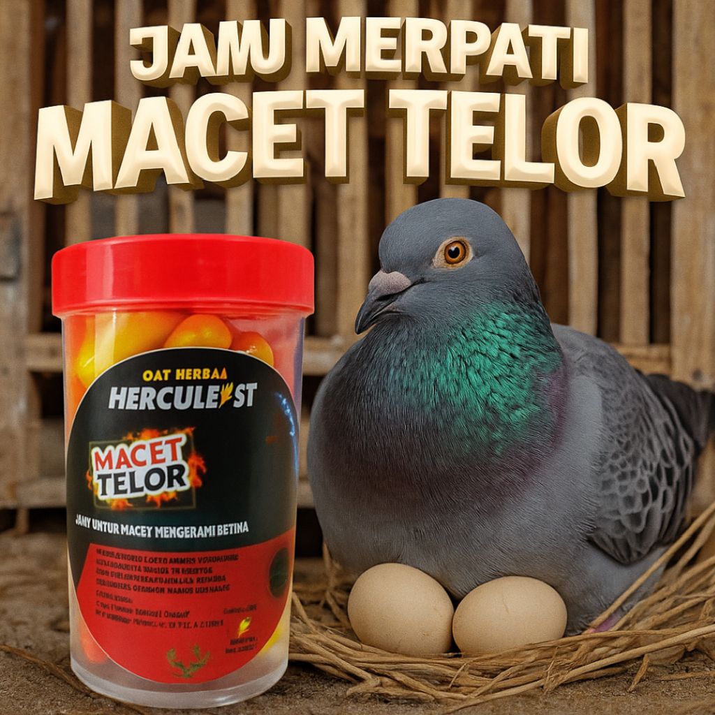 OBAT MERPATI MACET TELOR,JAMU OBAT KHUSUS MERPATI BETINA MACET TELOR /Giring keket /Stabil Tinggi /J