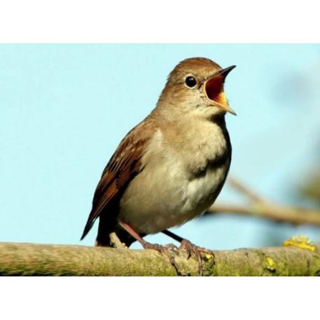 Burung Flamboyan ( Trasen ) pilihn Mulus Terbaik