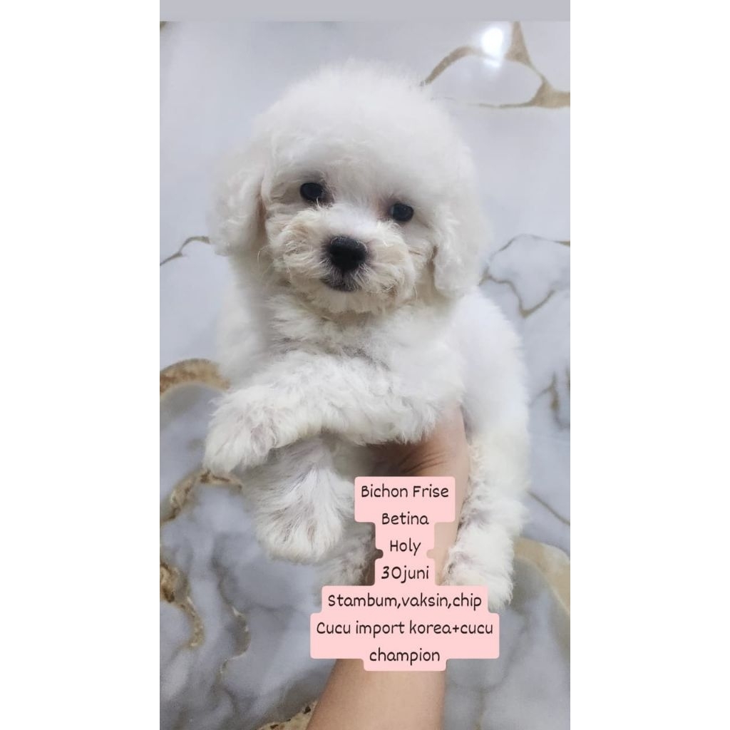 bichon frise korea
