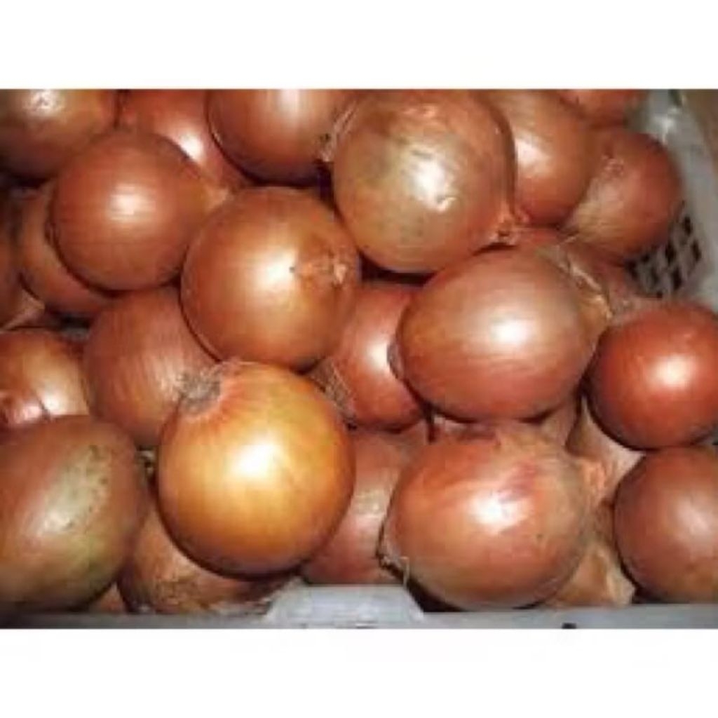 {LB} bawang Bombay / pengiriman instan Bandung