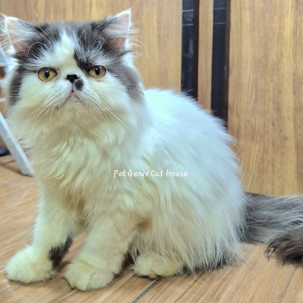 Kucing Kitten Peaknose Extreme Longhair