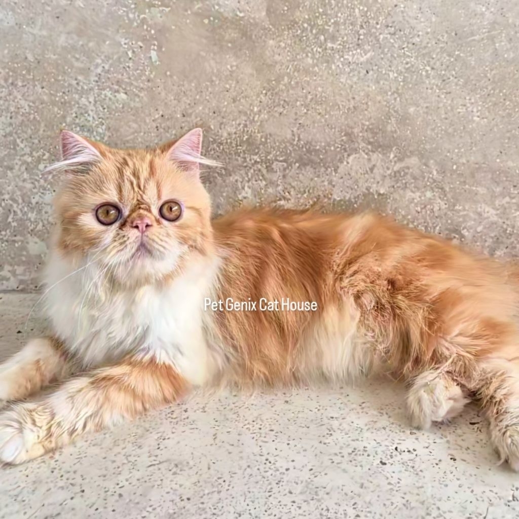Kucing Peaknose Longhair
