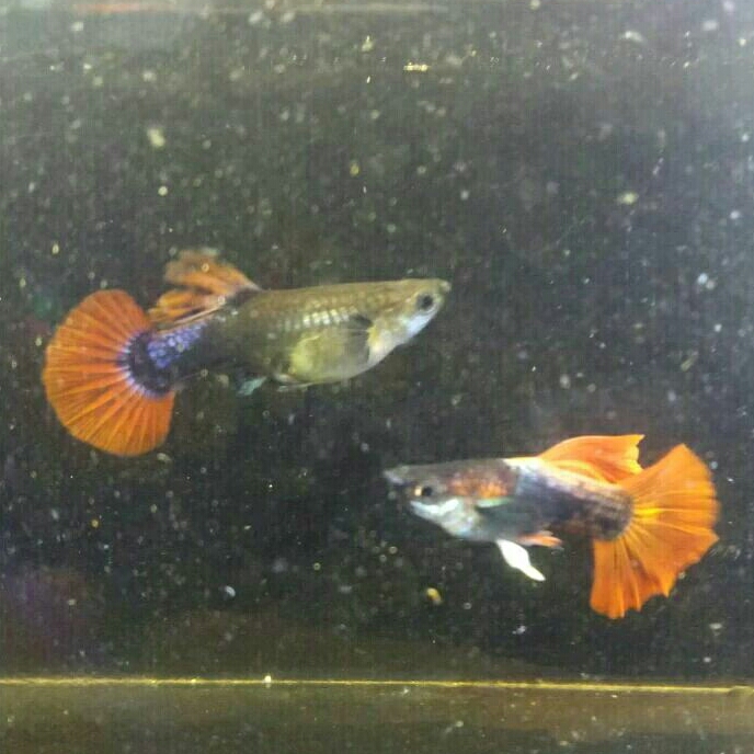 aksesoris hb red guppy