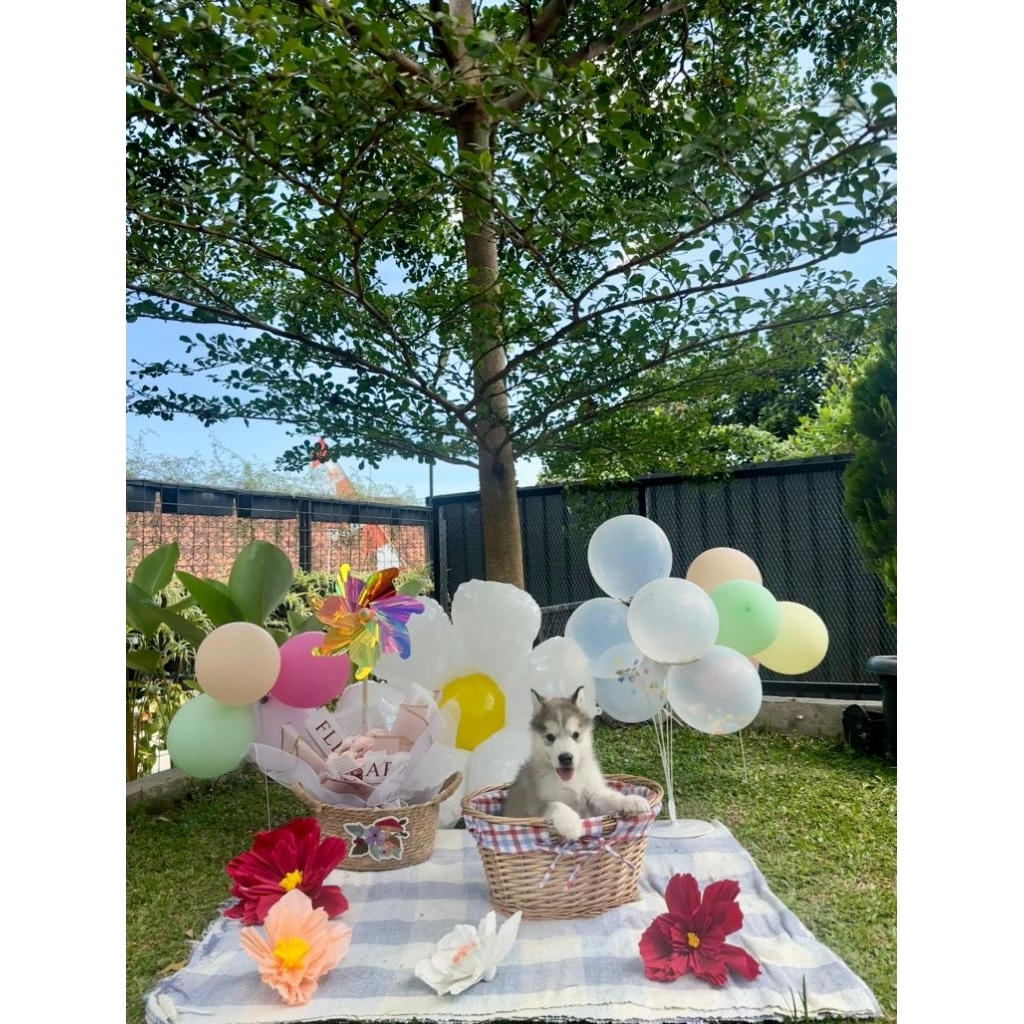 OPEN BOOKING SUPERB QUALITY ALASKAN MALAMUTE PUPPIES