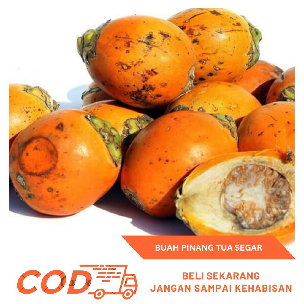 

Buah Pinang Tua 1kg-Buah Pinang Tua Segar Obat Tradisional