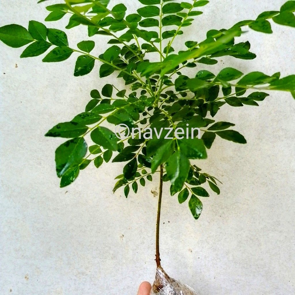 

Bibit Daun Kari/Salam Koja 25 cm Rempah Dapur