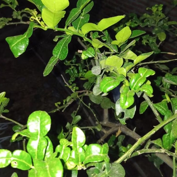 

DAUN JERUK PURUT FRESS