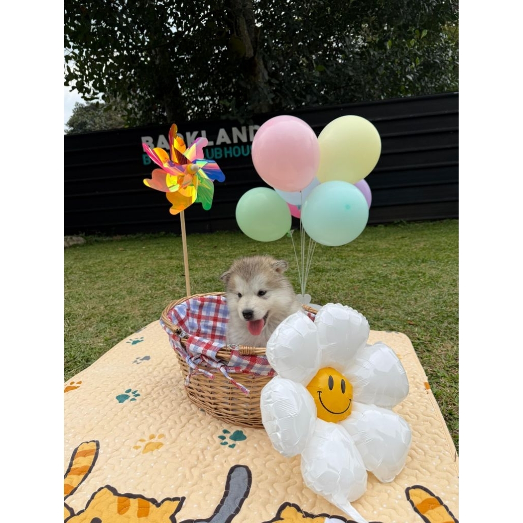 OPEN BOOKING SUPERB QUALITY ALASKAN MALAMUTE PUPPIES