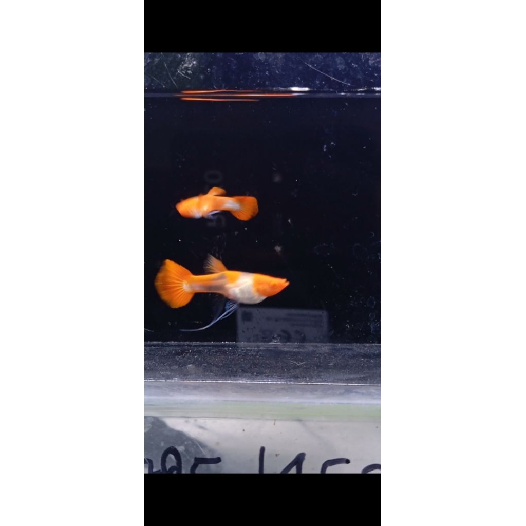 hiasan_aquarium_albino_koi_ribbon