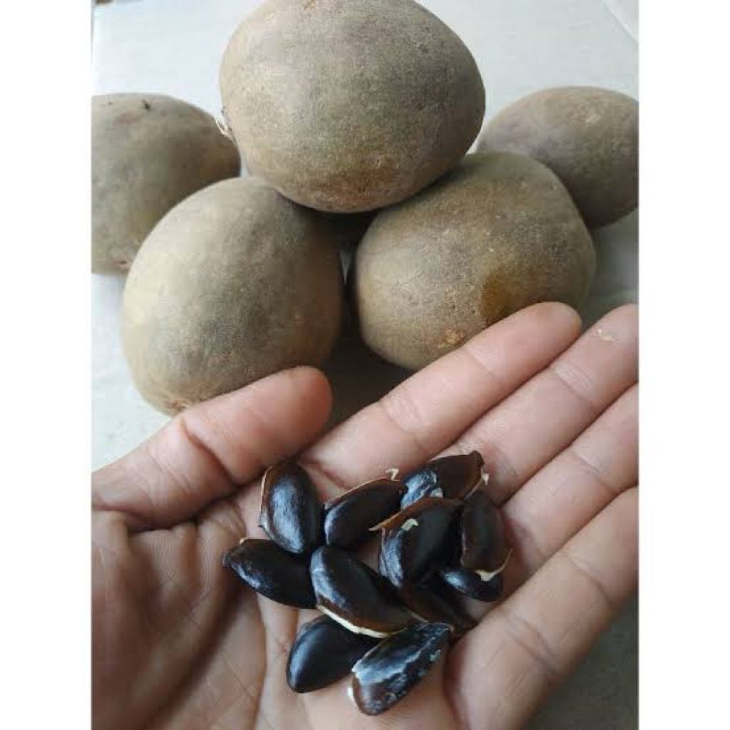 

[serba 10 ribu] biji sawo 20biji