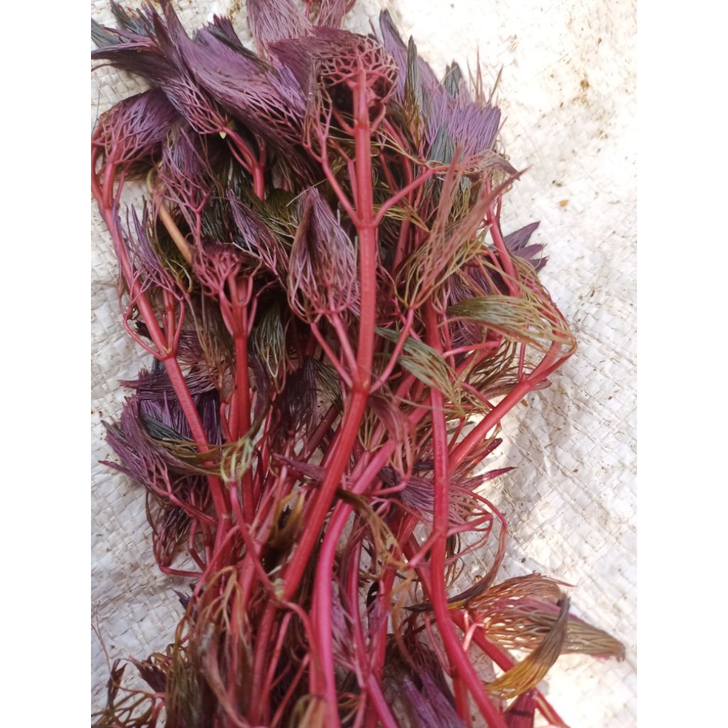 cabomba red tanaman aquascape