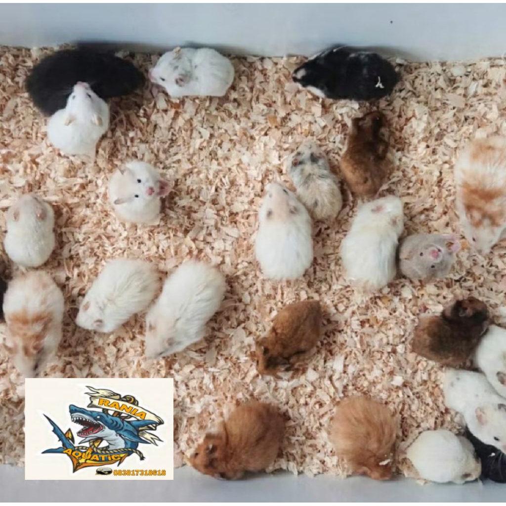 

packing kardus kirim (se-pulau jawa)