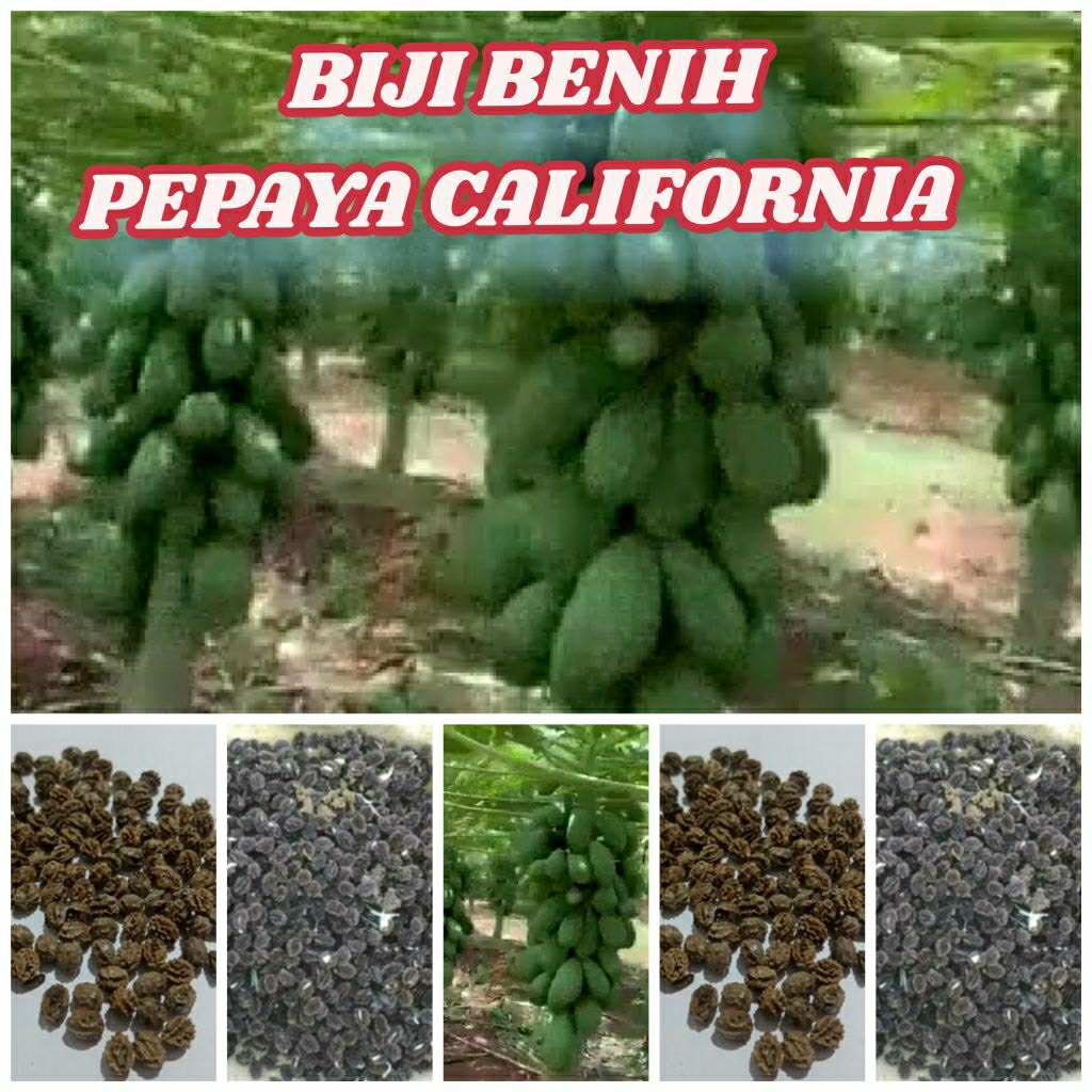 105 Biji Pepaya kalina Kalifornia benih California betina  bukan gantung