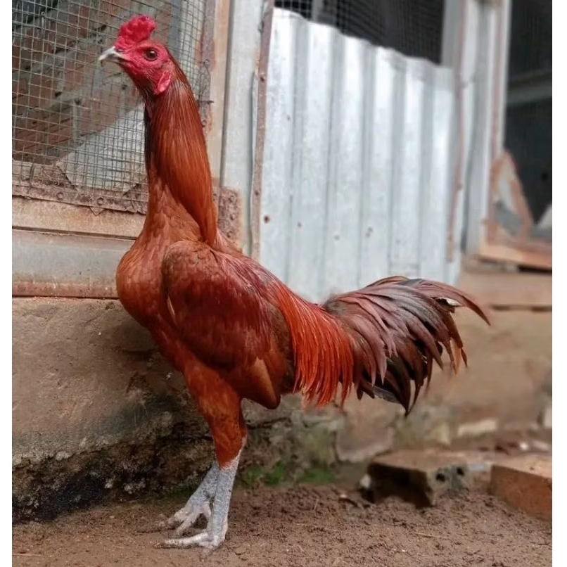 

telur ayam mangon original asli petarung bisa untuk di tetaskan