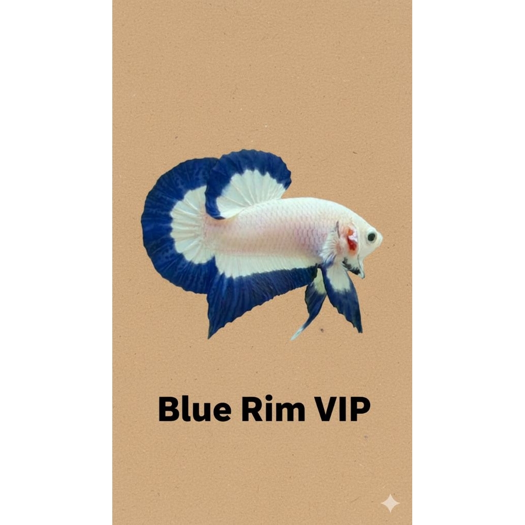 

Bahan baku (Blue Rim Super VIP) Jntn