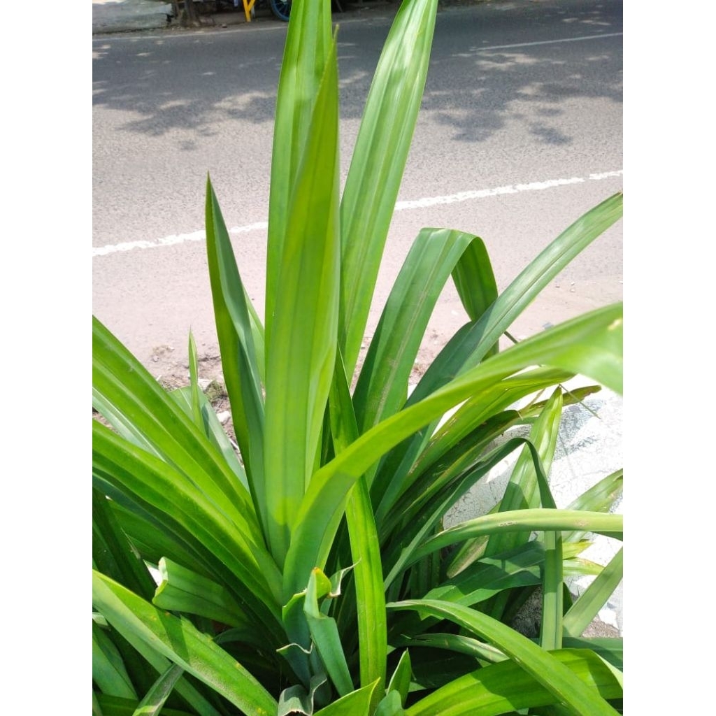Daun Pandan wangi segar kuncup besar beda dengan di pasaran