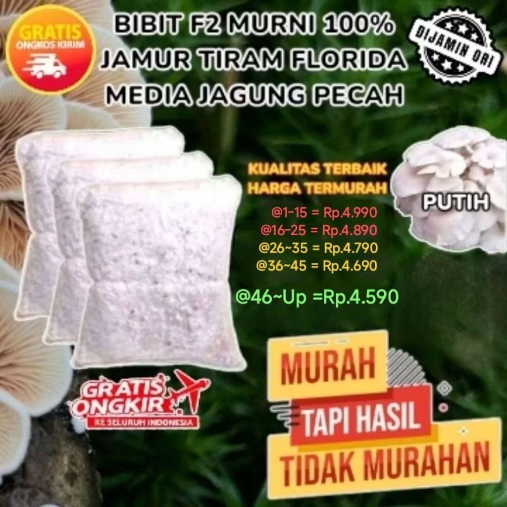 Bibit Jamur F2
