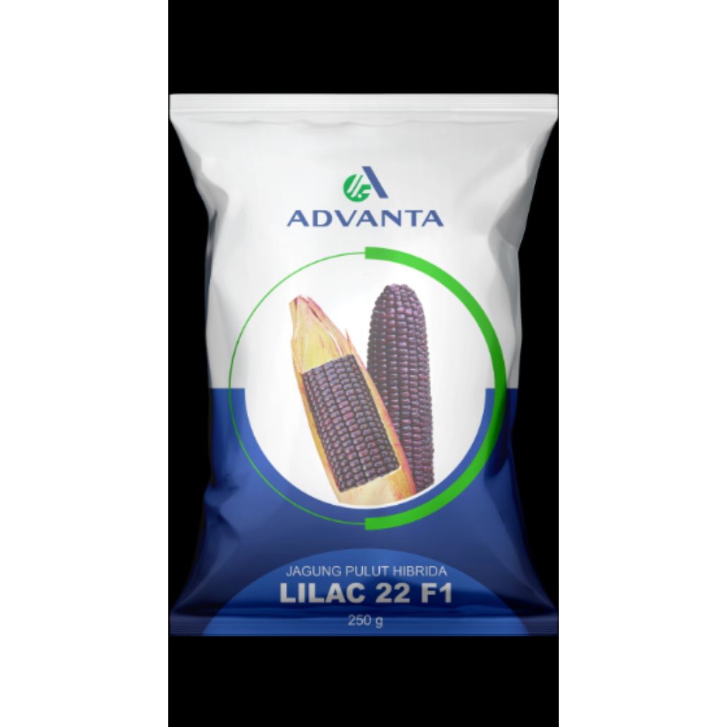 Benih Jagung Ungu LILAC 22 F1