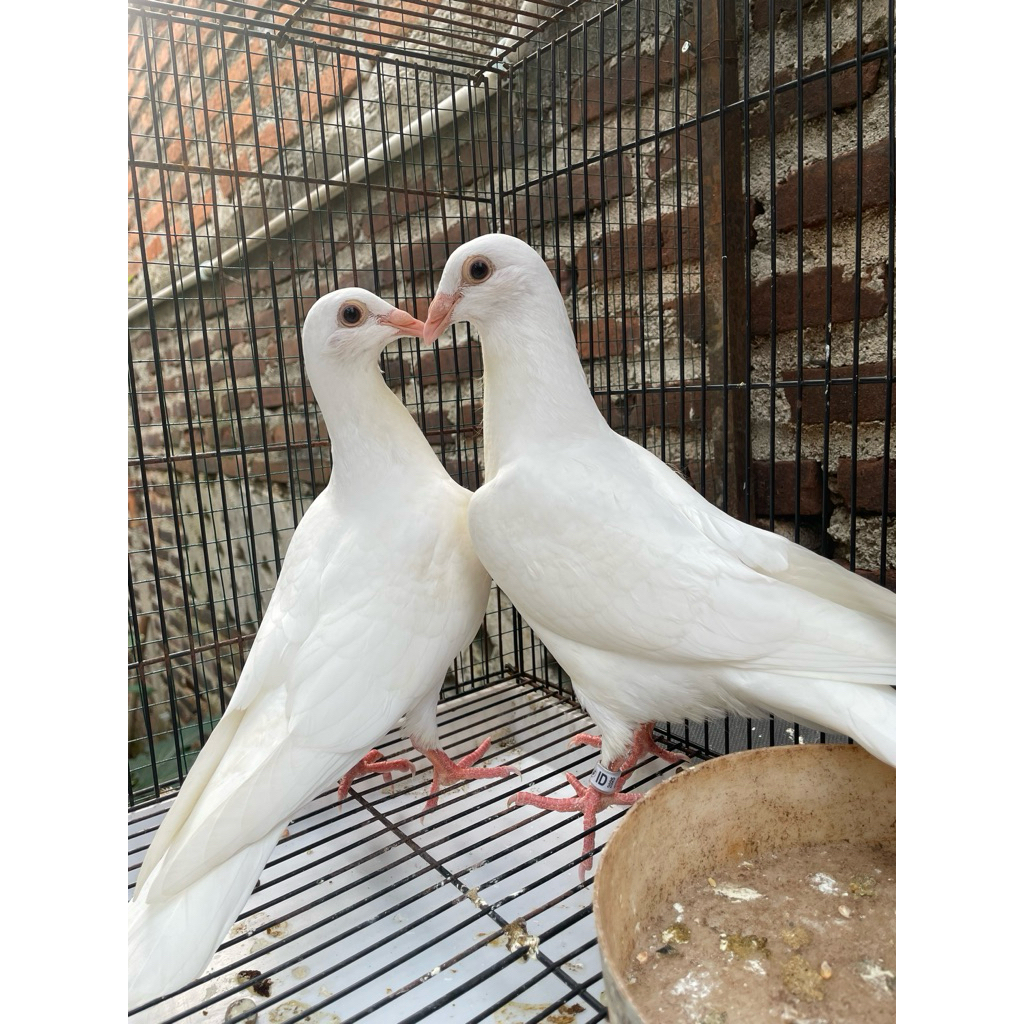 sepasang merpati pos putih