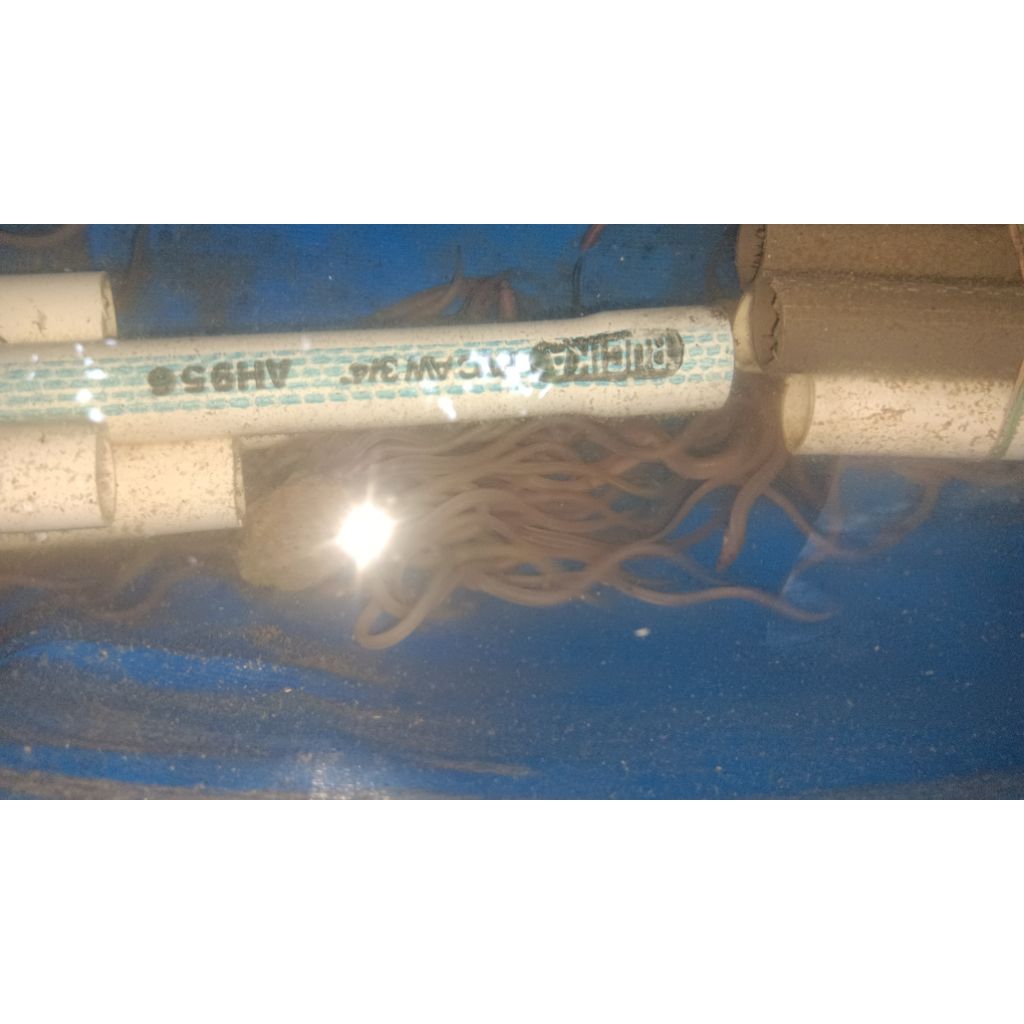 Bibit Sidat elver Umur 3 bulan 200 ekor