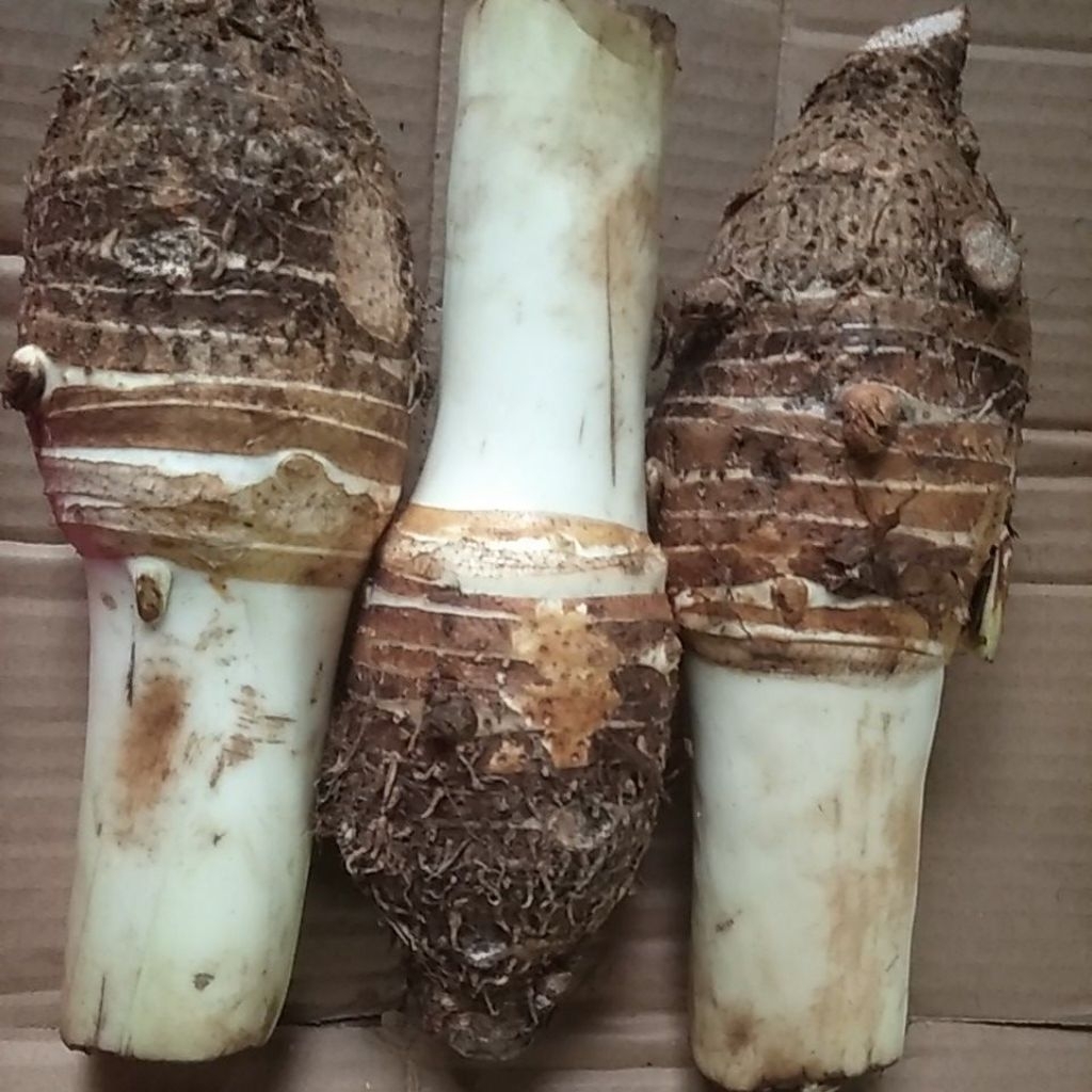 UMBI BENTUL / BENTOL / BENTOEL / TALAS SEGAR KILOGRAM