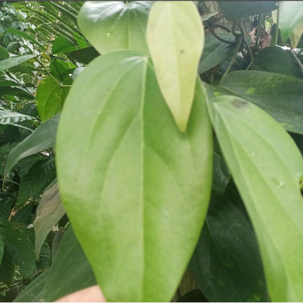 

Daun kemukus daun rinu segar 100 lembar