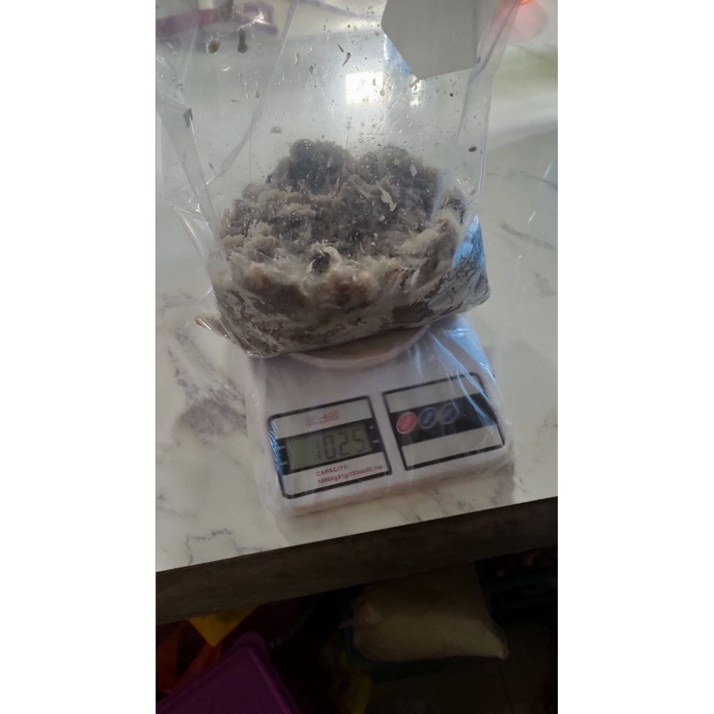 

udang rebon/grago segar frozen premium 1kg