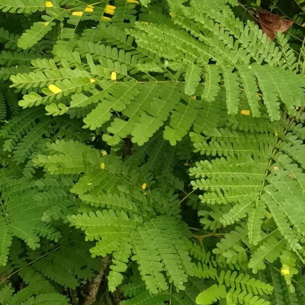 

500 GRAM DAUN SECANG SEGAR ORGANIK