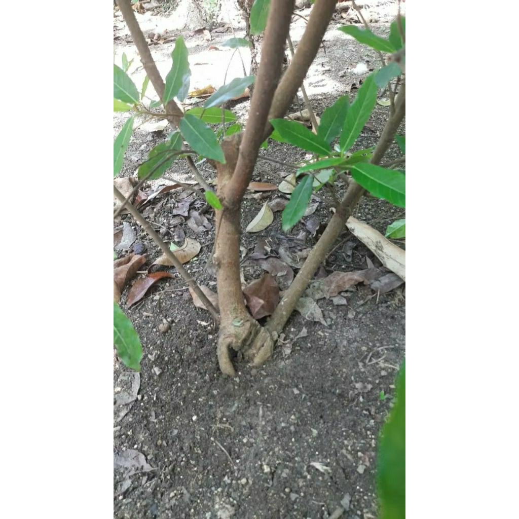 bahan bonsai loa ,tanaman  loa dongkelan siap tanam realpic