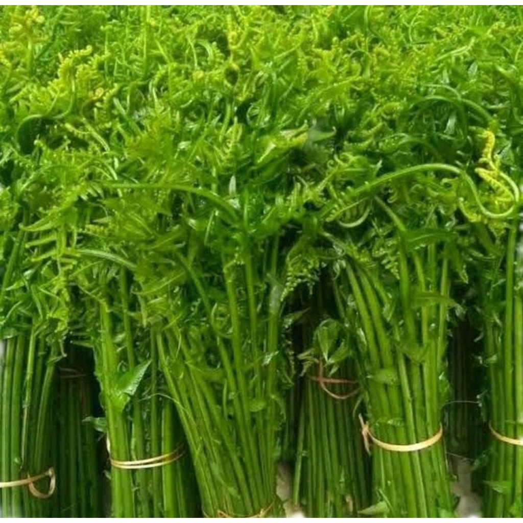 

Pakis sayur 250 gram(1 ikat)