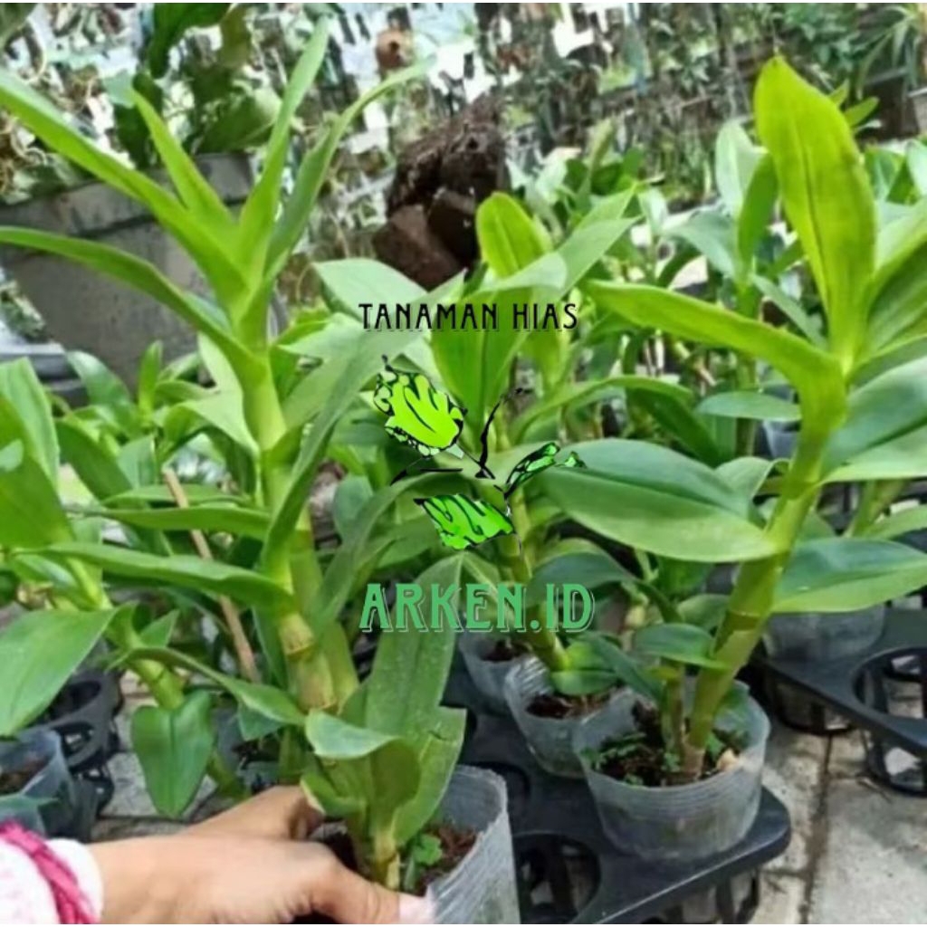 Promo 2-paket hemat tanaman anggrek dendrobium- pohon anggrek dendrobium hijau