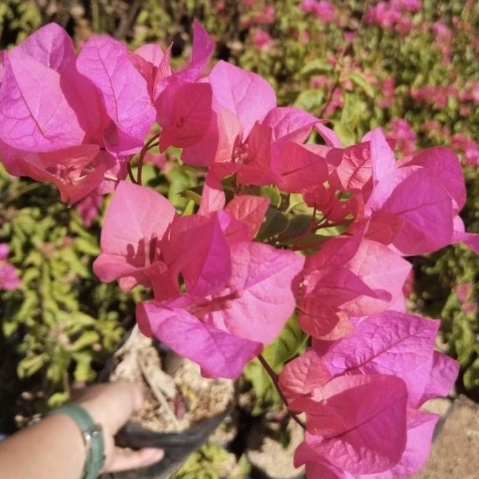 Bunga Bougenville bogenvil