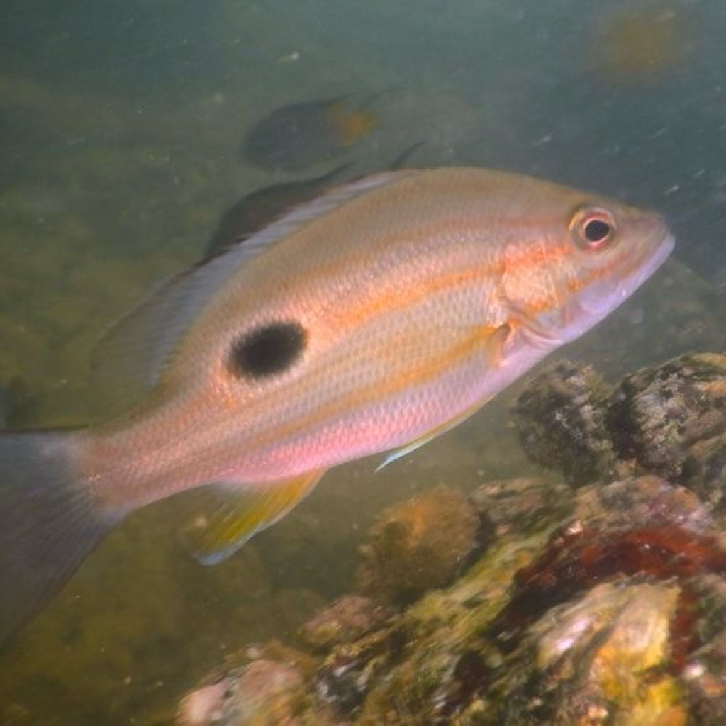 IKAN HIAS AQUARIUM KAKAP TOMPEL AIR TAWAR