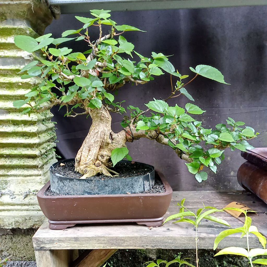 Bonsai waru siap kontes prospek