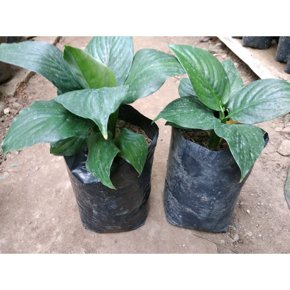 Bunga sepatu bangkok