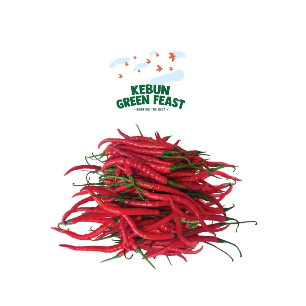 

Cabe Merah keriting Segar - Cabe Merah Petik Segar