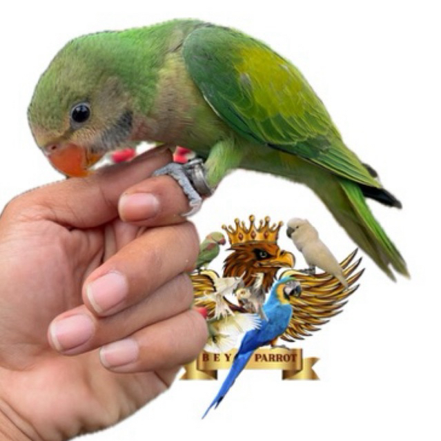 Betet Jawa Skill Freefly usia 5-6bulan Jinak total