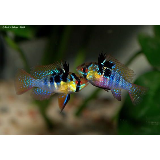 Ikan Hias Ramirezi German / Ikan Aquascape / Ikan Hias Air Tawar