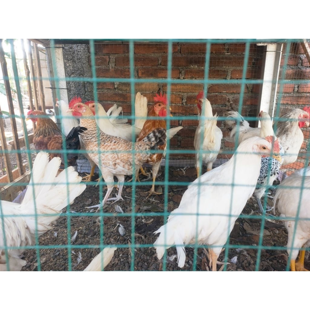 Ayam Petelur Elba